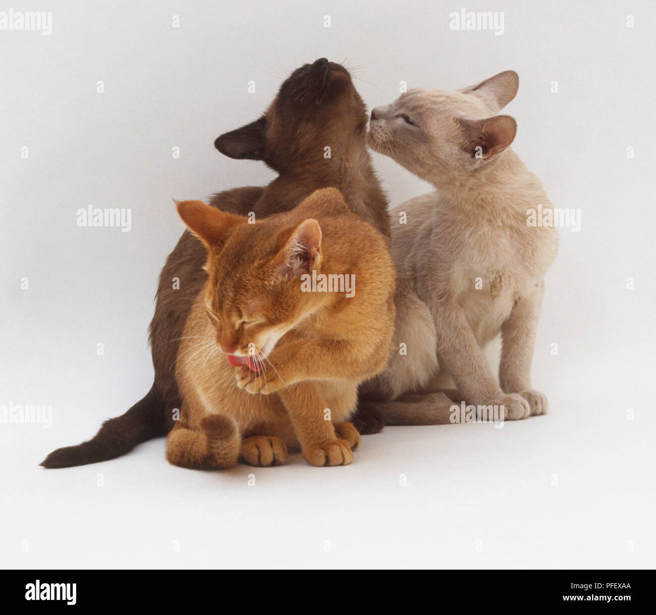 Three Abyssinian and Tonkinese cats grooming each other Stock Photo Alamy