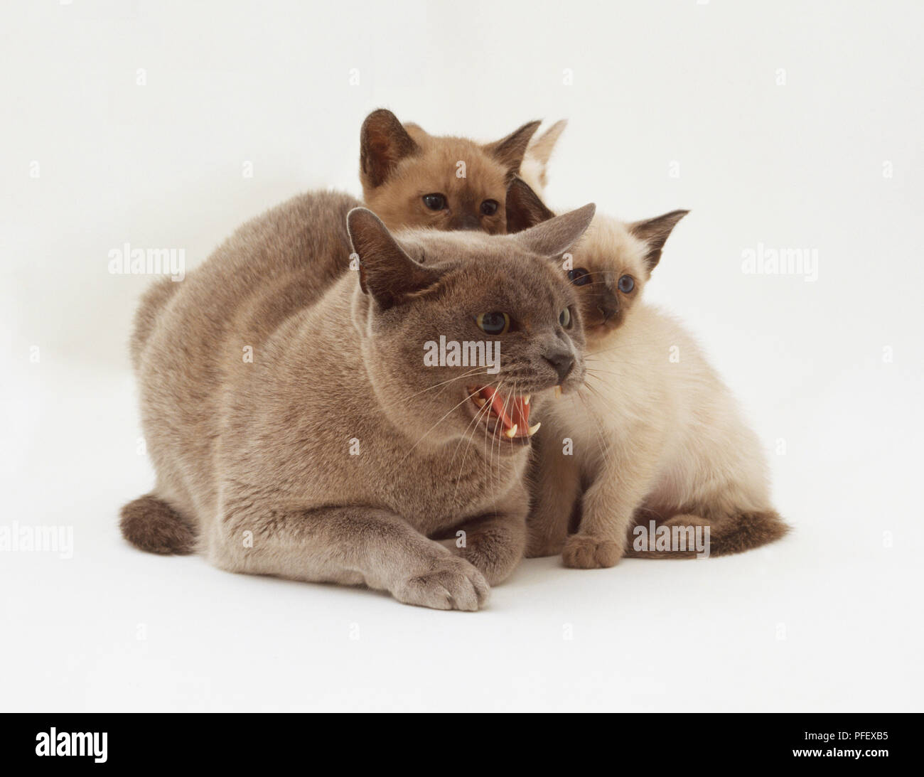 Three Kittens (Felis catus) huddled together, one crouching and baring its teeth, front view Stock Photo