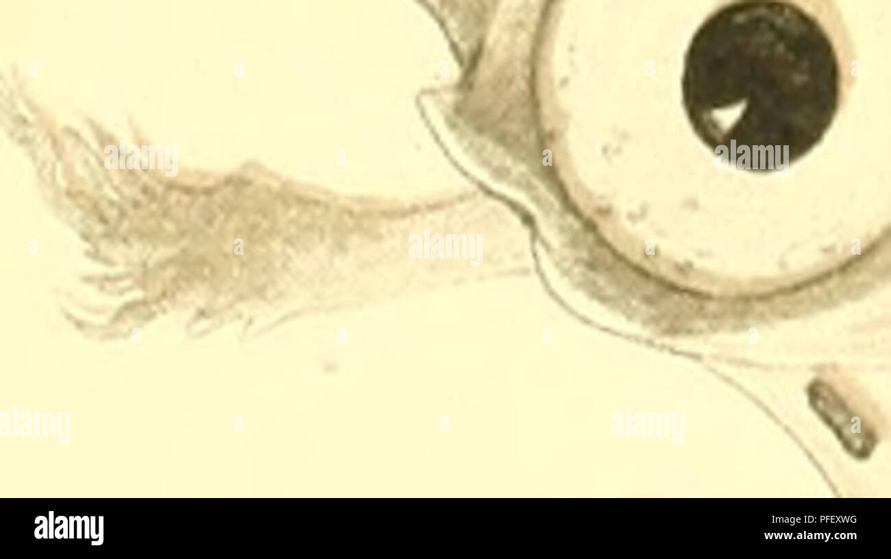 . The deep-sea fishes [of the Hawaiian Islands]. Albatross (Steamer); Fishes. Ill Q. H â D I- O ^^. /. Please note that these images are extracted from scanned page images that may have been digitally enhanced for readability - coloration and appearance of these illustrations may not perfectly resemble the original work.. Gilbert, Charles Henry, 1859-1928; Jordan, David Starr, 1851-1931. Washington, Govt. Print. Off. Stock Photo