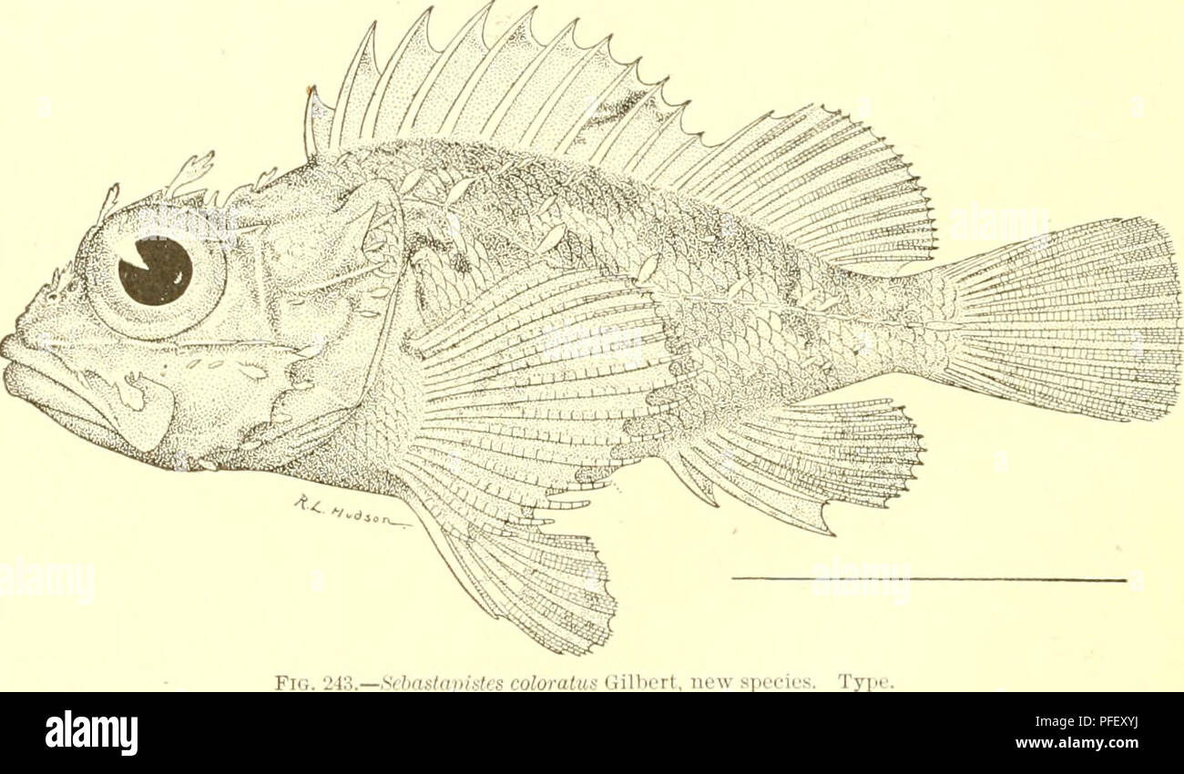 . The deep-sea fishes [of the Hawaiian Islands]. Albatross (Steamer); Fishes. 628 BULLETIN OF THE UNITED STATES FISH COMMISSION. fringes; flaps also present on cheeks and opercles, along lateral line, and scattered on scales of trunk; supraorbital flap long and broad, often incised, usually extending to base of nuchal spine; maxillary not extending to below miildle of the large eye; teeth very finely villifonn, in a broad band in pre- Miaxillaries, a narrow band in mandiljles, and still narrower bands on vomer and palatines; length of palatine l)and nearly equaling diameter of pupil; neither s Stock Photo