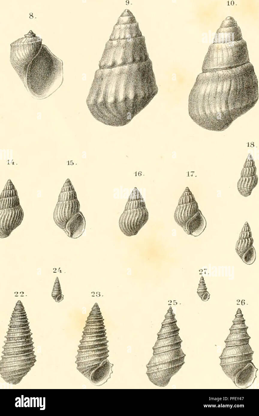 . Denkschriften der Kaiserlichen Akademie der Wissenschaften, Mathematisch-Naturwissenschaftliche Classe. p 19 30. 13. 29. ^k ^L. .â¢et. â¢ â 1 : v,; r n A Hat Â§ez.ii-litt . /yâ. /-,/ ZgnrnueusAdeliru^ Ã¶z/s*. Fig.T.SLynuiaeus bicarÃ¼mtas nau.sp. Fig.9.mip&lt;â¢gâ¢ea,n&gt;.sp. FÃ¼, iOTw.SpraMrwv.sp. Fig.^.Twincerta nop.sp.Fig.1Z-17Melcutopsis Bittnei-i ,uu,^J-rg. ^'fâ¢. nfa awicosut Desh . Flg. ?:&gt;- ?4 Pyrgula trimm,,,,,, nov. sp. Fig. t5- 27Pgrguto ntasa Fuchs. /â Â»/â ..Â» JO Vaivaia piscÃ¼mlis Miller. Fig.31 Lymnaeus obÃ¼ieissinuutDcsh. Fig.3Z-34 Bithynza nd&gt;ensMerÃ¼ee Denkschriften Stock Photo