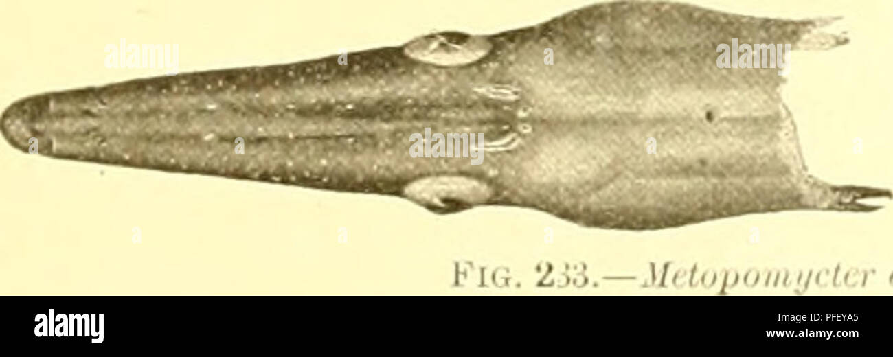 . The deep-sea fishes [of the Hawaiian Islands]. Albatross (Steamer); Fishes. FISHKS OK HAWAIIAN ISLANDS. 585 Family NETTASTOMIII.^:. Metopomycter, new ijcnus. Like A'?ttostoHiÂ« in all respects, except tin- poMitimi and .e (jf NclliiisloiiKi, N. iiifhiiinriiiii, the jiosterior nostril is located in front of the eye, on a level with its u|pper margin. Mt tutioiiii/rti r (iilhcrl, new jicniis nf ^&lt;ttnstitni.itlx [ift nliriUafifs). Metopomycter denticulatus, new species. Fig. 2.38. Type, 77.S nun. long, from station 411111, vicinity of Kauai, di'pth 4(19 to .').â )() I'atlioms; tyj)e, Xo. r, Stock Photo