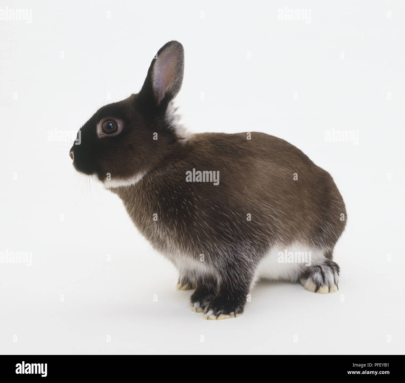 Netherland Dwarf domestic rabbit (Oryctolagus cuniculus), facing ...