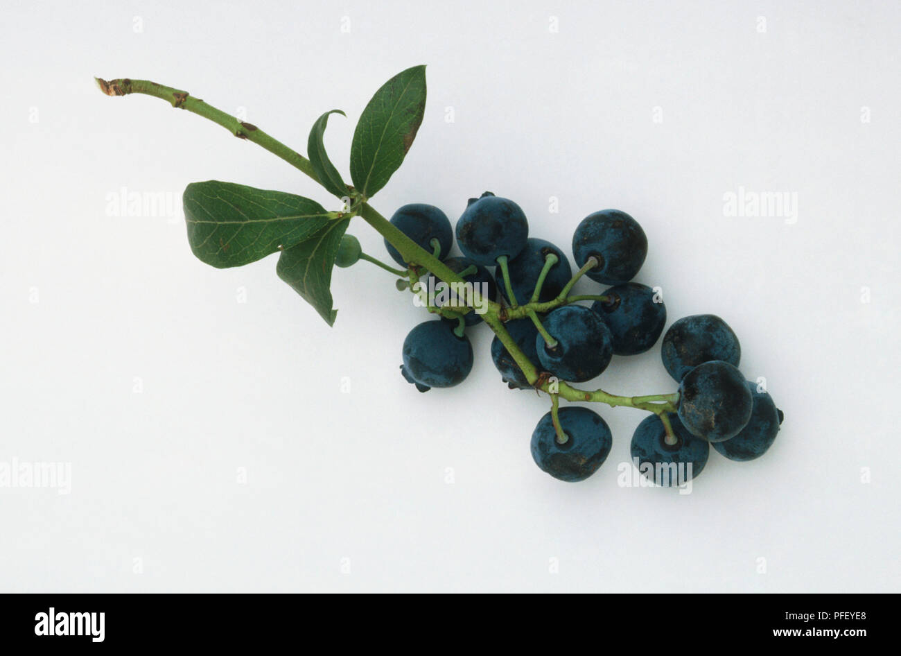 Vaccinium sp., sprig of Blueberries Stock Photo