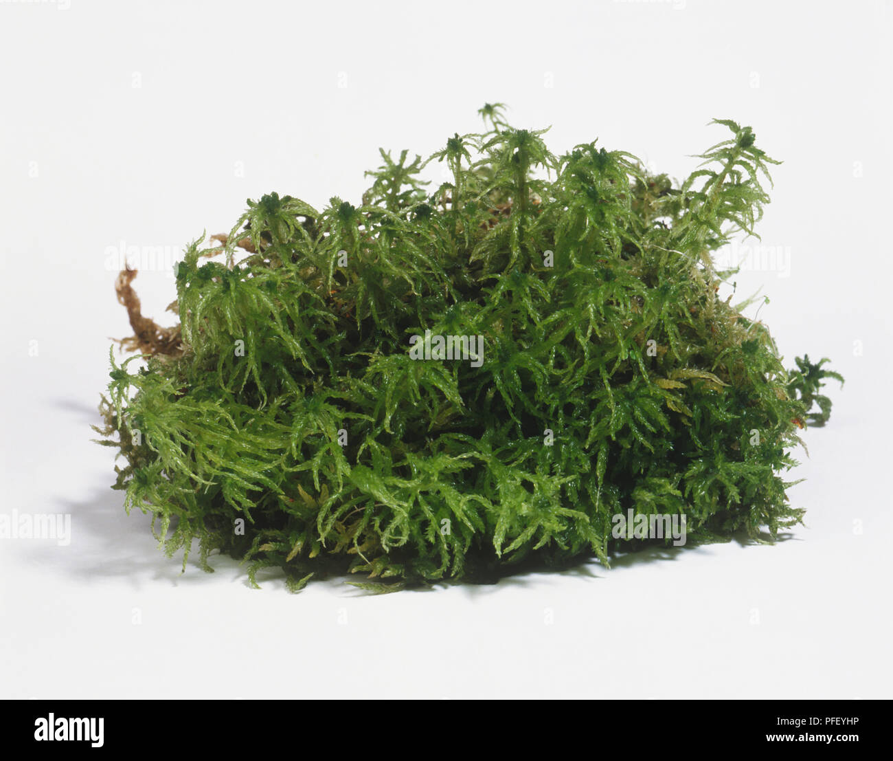 Lump of green moss Stock Photo