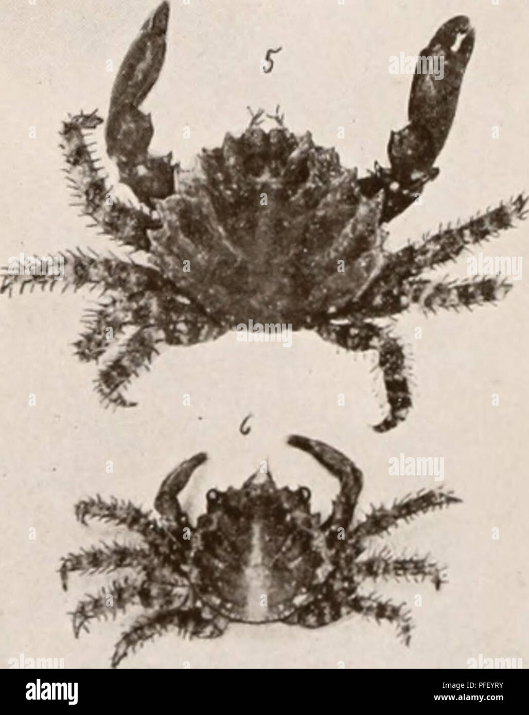 . Decapod crustacea of Bermuda. Decapoda (Crustacea) -- Bermuda Islands. . Epialtus bititberculatus; '2. MHIim.r hisi&gt;i. Chon'mm )u-rs; 4, o, 6. Mithrax ts, li irs u t i})es.. Please note that these images are extracted from scanned page images that may have been digitally enhanced for readability - coloration and appearance of these illustrations may not perfectly resemble the original work.. Verrill, A. E. (Addison Emery), 1839-1926. New Haven, Conn. , The Tuttle, Morehouse &amp; Taylor Press Stock Photo