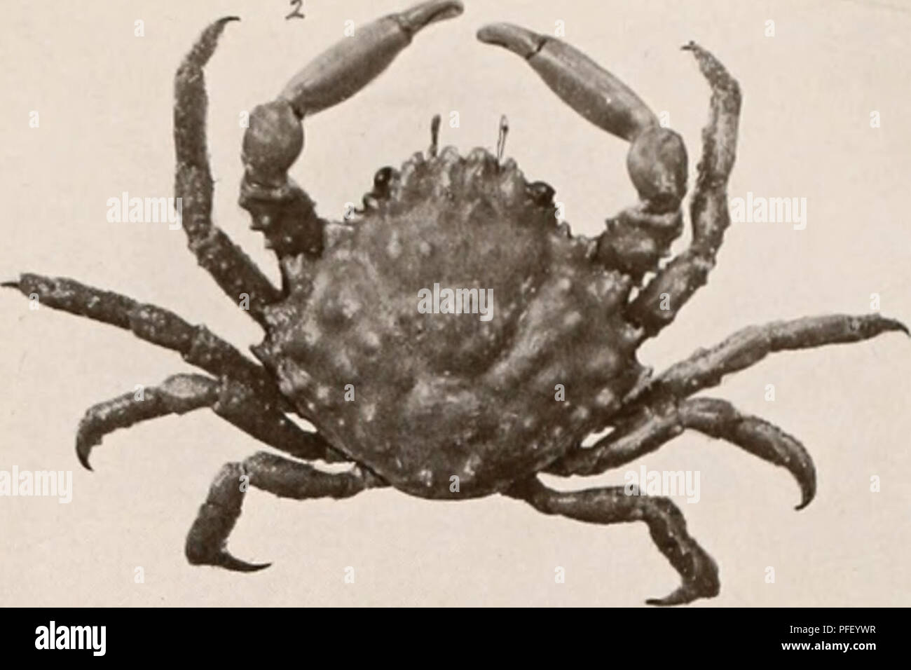 Classification of decapod species hi-res stock photography and images ...