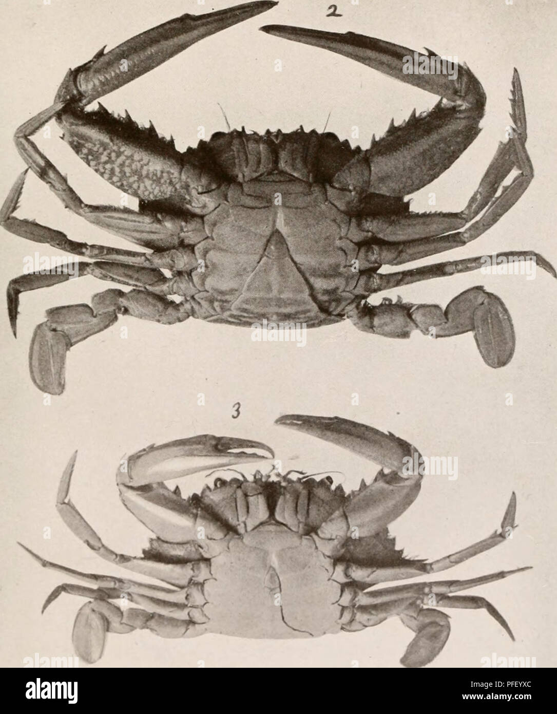 . Decapod crustacea of Bermuda. Decapoda (Crustacea) -- Bermuda Islands. 1. Gulf-weed ('rait. /'«/•/M ,n&lt;s .SV»»//; '2. .i-liflonx Smitliii. 3. Cnllinri-h's unii-&lt;iiii&lt;itnx.. Please note that these images are extracted from scanned page images that may have been digitally enhanced for readability - coloration and appearance of these illustrations may not perfectly resemble the original work.. Verrill, A. E. (Addison Emery), 1839-1926. New Haven, Conn. , The Tuttle, Morehouse &amp; Taylor Press Stock Photo
