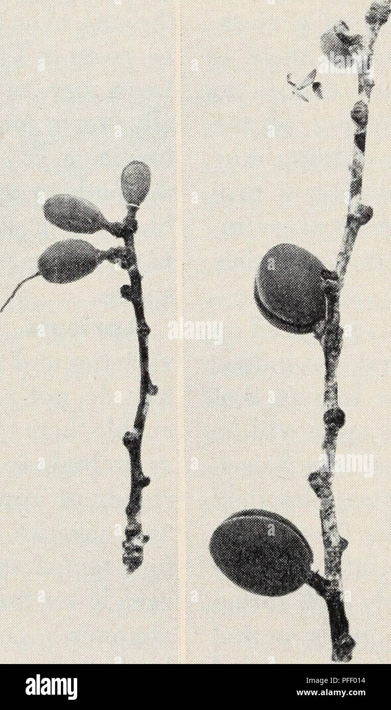 . Deciduous orchards in California winters. Fruit-culture; Plants. Fig. 11. Twigs taken from Royal apricot trees on March 30, 1930, at Winters, in northern California, showing variation in size of fruit. This variation was caused by greater de- lay in opening of some buds than of others after a warm winter. [22. Please note that these images are extracted from scanned page images that may have been digitally enhanced for readability - coloration and appearance of these illustrations may not perfectly resemble the original work.. Chandler, William Henry, 1878-1970; Brown, Dillon S. , 1912-1998. Stock Photo