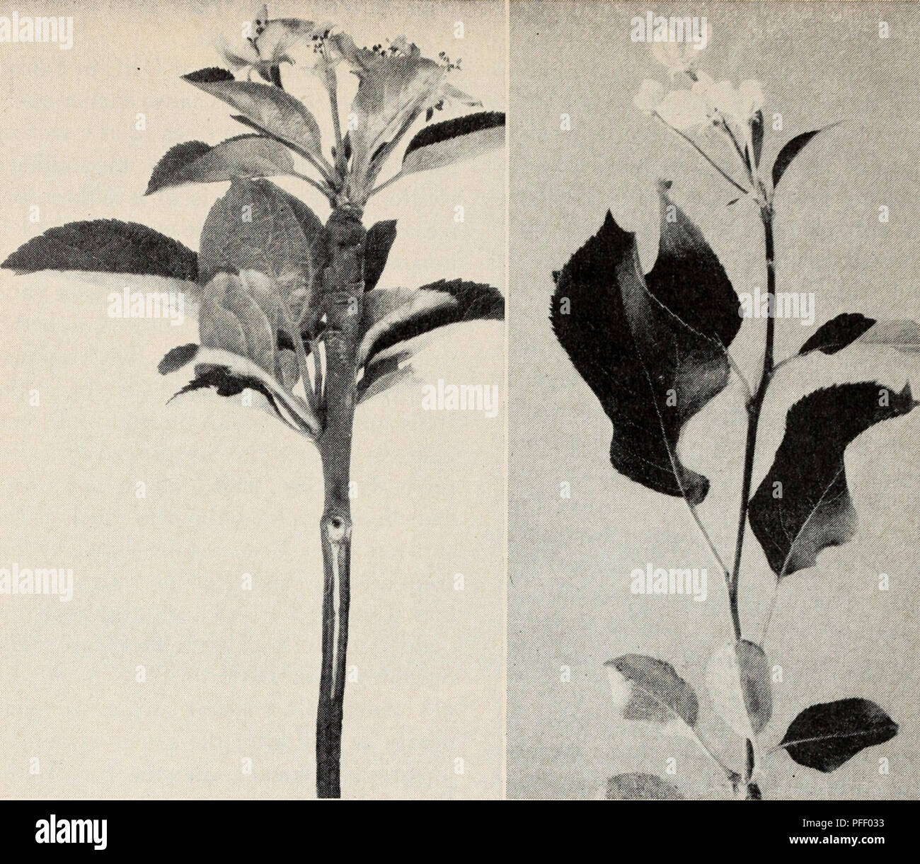 . Deciduous orchards in California winters. Fruit-culture; Plants. Fig. 8. Left: normal twig-terminal blossom cluster of Red Canada apple, just open on July 22, 1930, after a warm winter, above the winter fogs in Berkeley. Right: an abnormal cluster at the end of a rather long, leafy shoot. berian crabs, Malus baccata, and com- mon apples. A few varieties of apples, such as Wealthy, are from crosses be- tween crabapples and some common ap- ple, and tend to have fairly short chilling requirements, given by Malus baccata. Trees of the varieties Hume, Wealthy, Early Mcintosh, Winter Banana, White Stock Photo