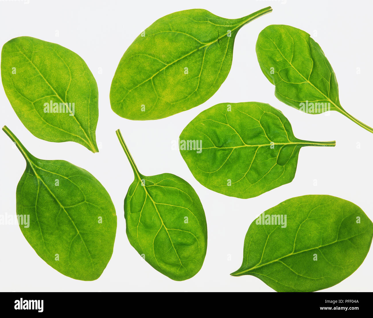 七葉ページ 七葉ページ Seven leaves hi-res stock photography and images - Alamy