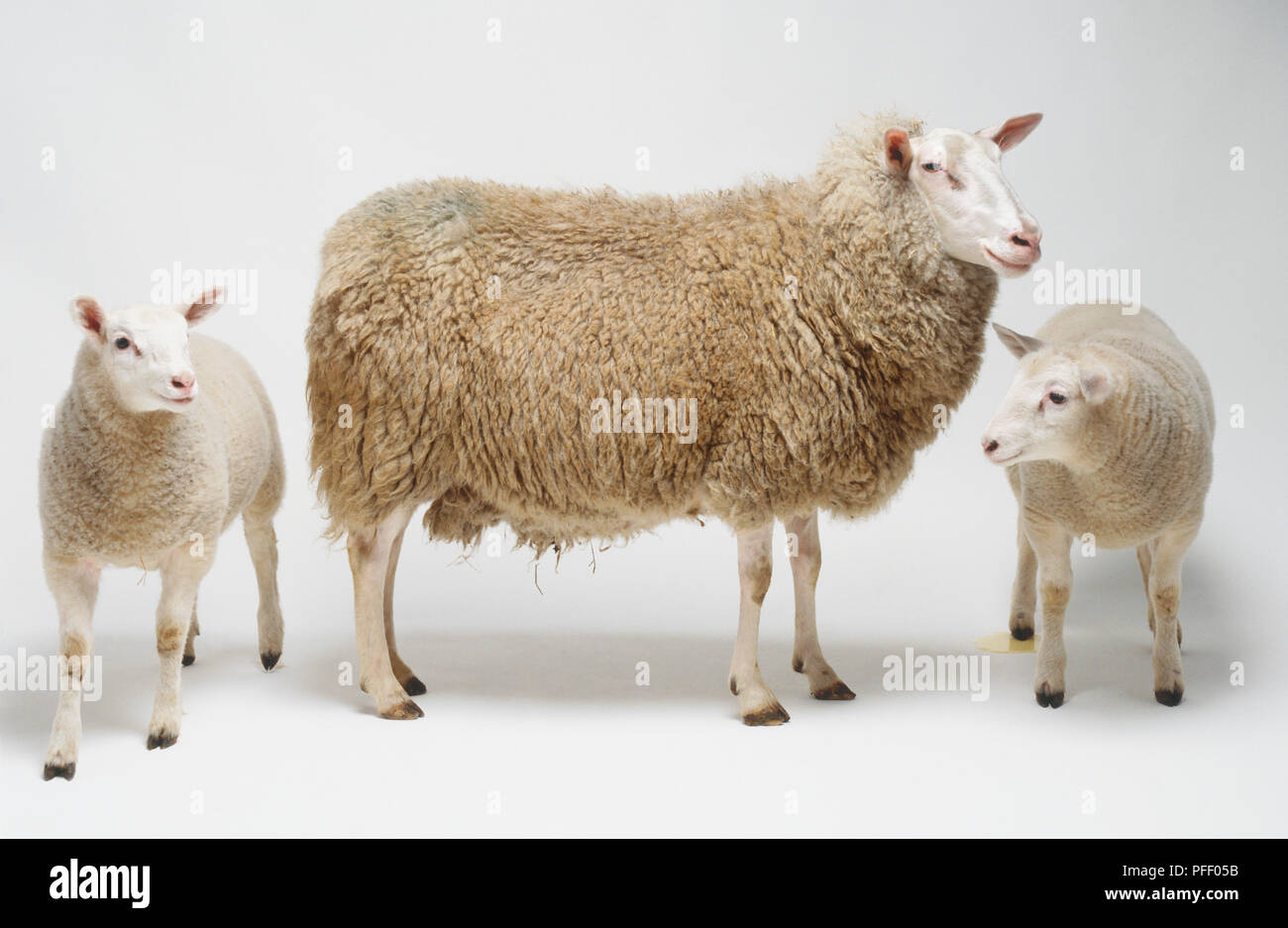 Ewe with two lambs (Ovis aries) Stock Photo