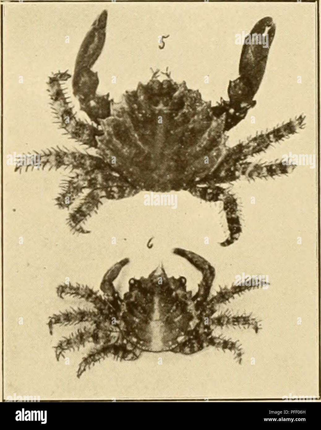 . Decapod Crustacea of Bermuda. Their distribution, variations, and habits. Decapoda (Crustacea). 1. Epialtus bituberculatxis; 2. Mifhrax hispidiis; 3. Chorinus heros; 4, 5, 6. Mitkrax forceps, hii'sutipes.. Please note that these images are extracted from scanned page images that may have been digitally enhanced for readability - coloration and appearance of these illustrations may not perfectly resemble the original work.. Verrill, A. E. (Addison Emery), 1839-1926. New Haven : Yale University Stock Photo