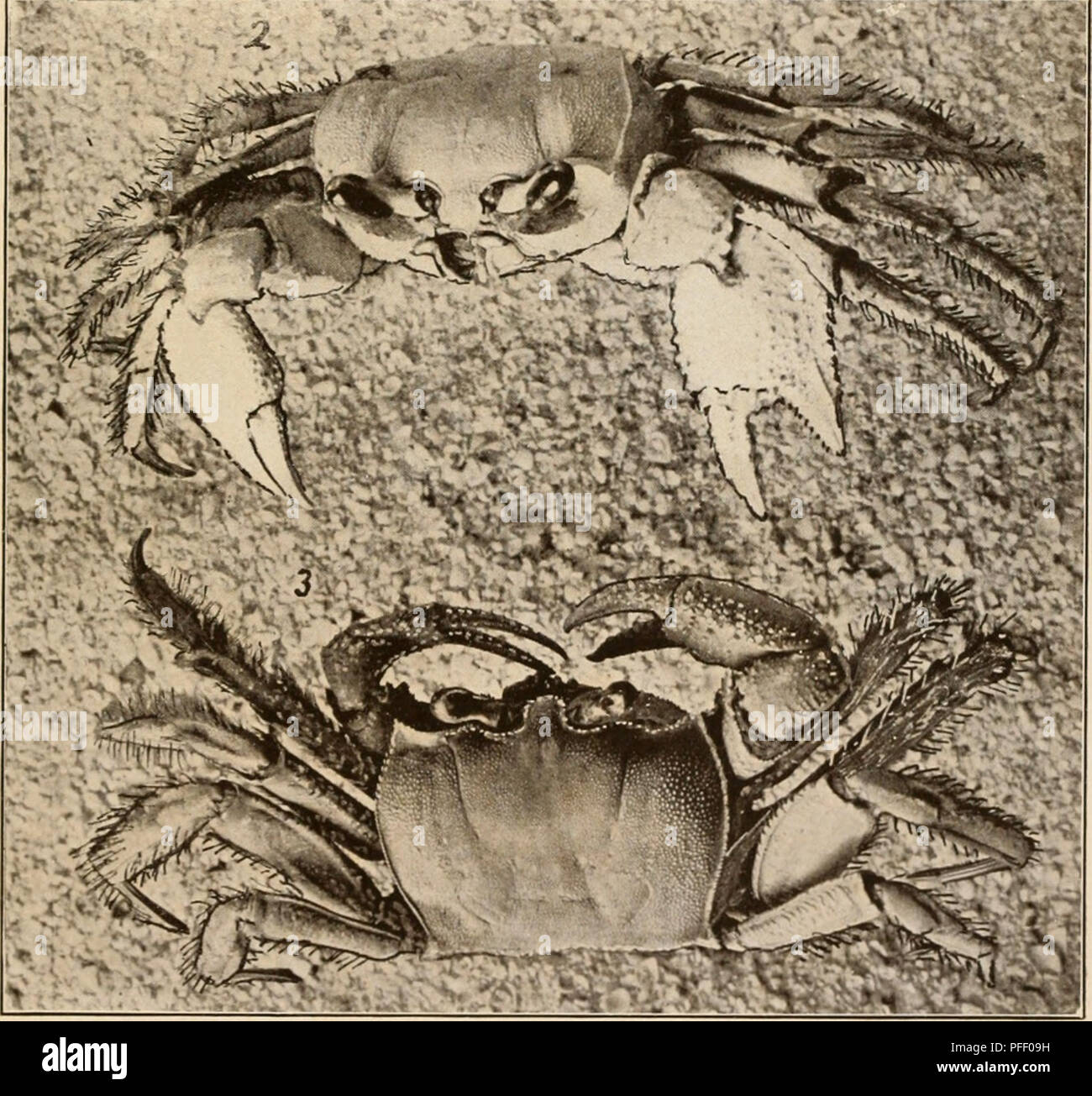 . Decapod crustacea of Bermuda. Decapoda (Crustacea) -- Bermuda Islands. A. H. Ven-ill, Phot. Stoddard &amp; Brown, eng. BERMUDA CRUSTACEA. 1. Land Crab, Ctmiisonin i/inniliiuiii; 2, '•}. Beach Crab, Ocypode arenarius.. Please note that these images are extracted from scanned page images that may have been digitally enhanced for readability - coloration and appearance of these illustrations may not perfectly resemble the original work.. Verrill, A. E. (Addison Emery), 1839-1926. New Haven, Conn. , The Tuttle, Morehouse &amp; Taylor Press Stock Photo