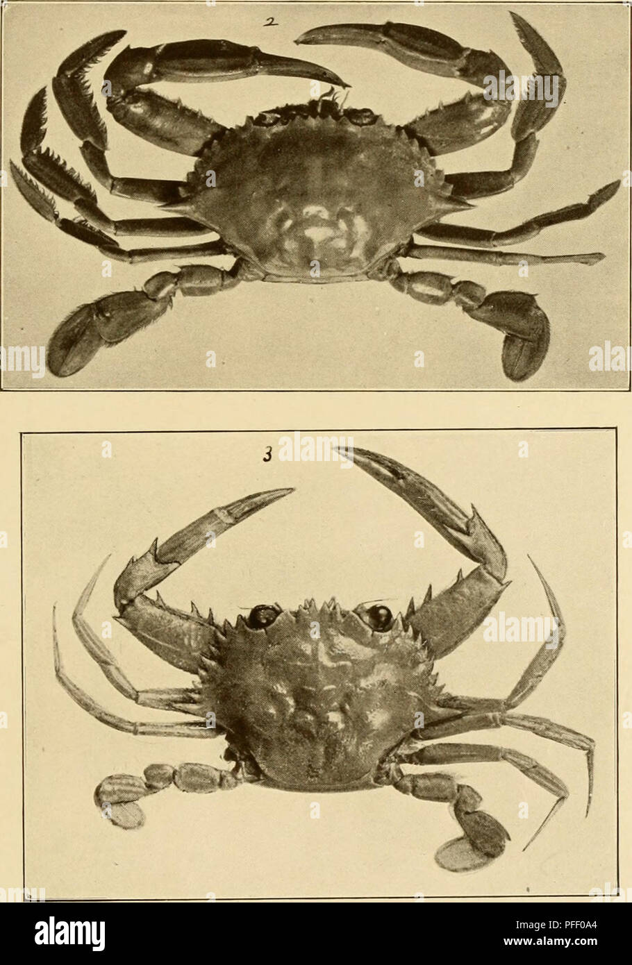 . Decapod Crustacea of Bermuda. Their distribution, variations, and habits. Decapoda (Crustacea). Trans. Conn. Acad. Vol. XIII. PLATE XVIII. 1 v^^ ^. % I IBfe* '^^  &quot;^ ^^^ ^ ^ fp^z^^ ^ ^##^  &quot;â '% 1. 1. Calli7iectes marcjinafus, larvufus; 2. Gulf-weed Swimiiiing Crab, For- tunus Sayi ; 3, Avhelous Ordwayi.. Please note that these images are extracted from scanned page images that may have been digitally enhanced for readability - coloration and appearance of these illustrations may not perfectly resemble the original work.. Verrill, A. E. (Addison Emery), 1839-1926. New Haven : Yal Stock Photo