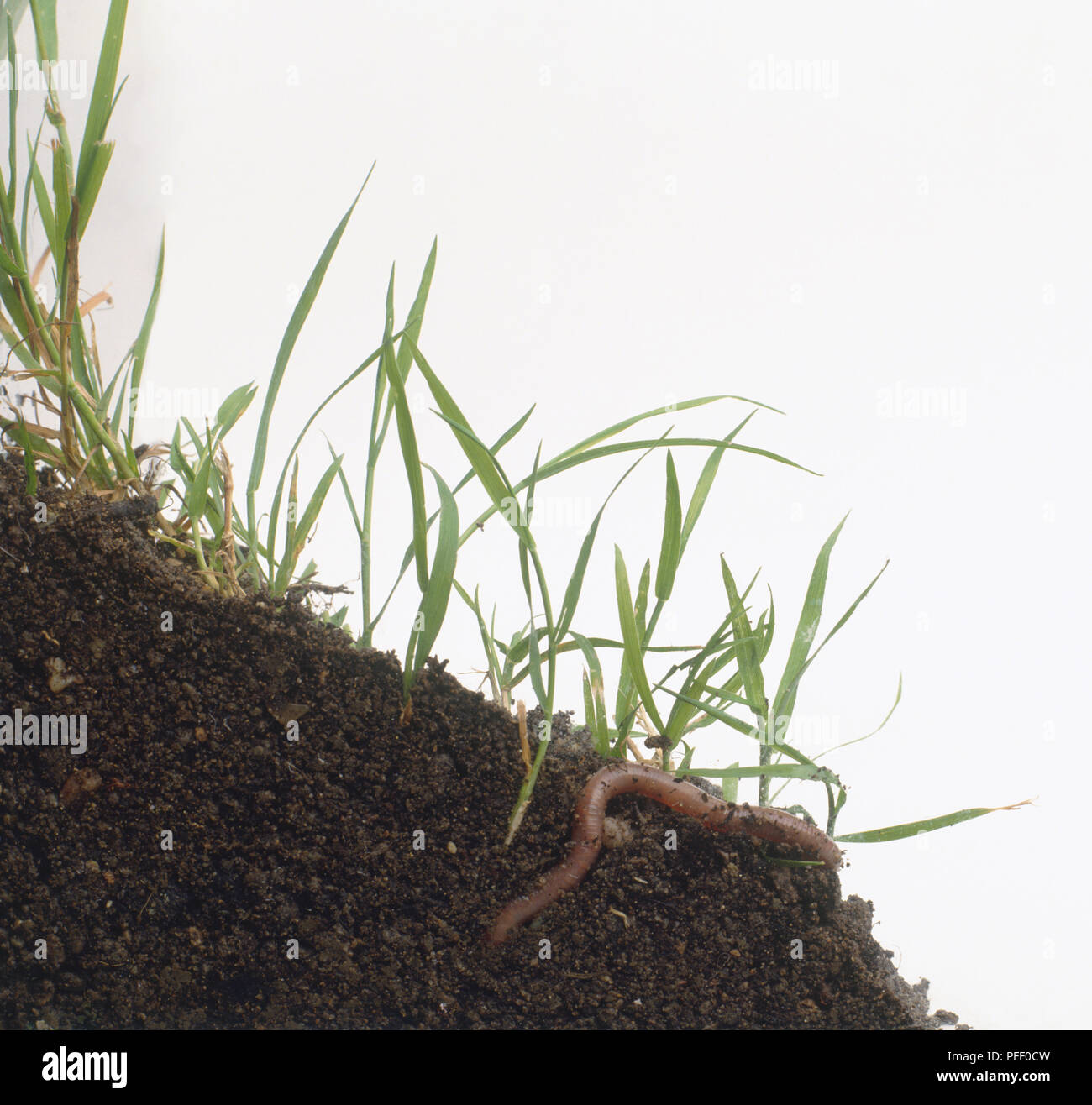 Earthworm partially submerged in soil Stock Photo