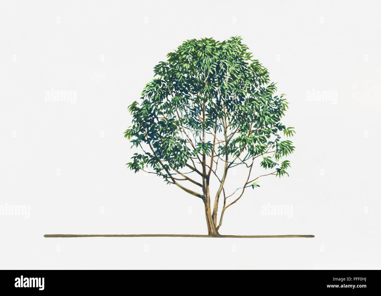 Illustration of Lithocarpus henryi (Henry's Stone Oak) Stock Photo