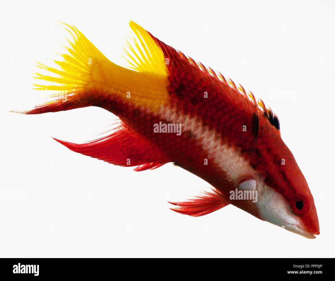 Cuban Hogfish Stock Photo