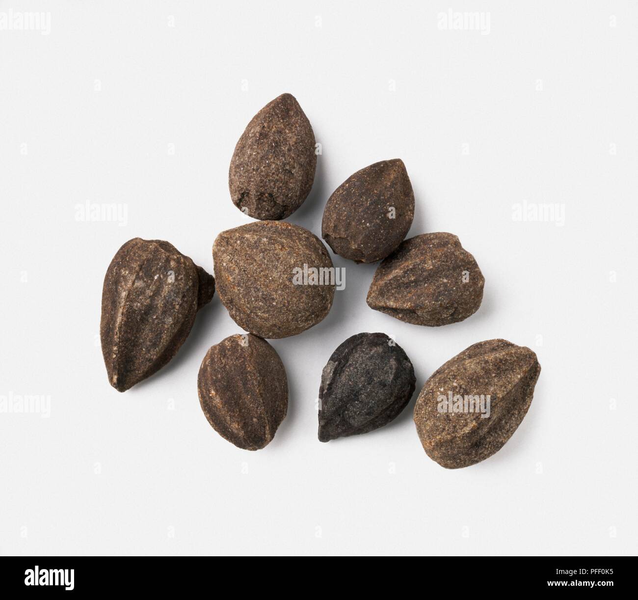 Fossilized Pteridosperm seeds known as Trigonocarpus Stock Photo
