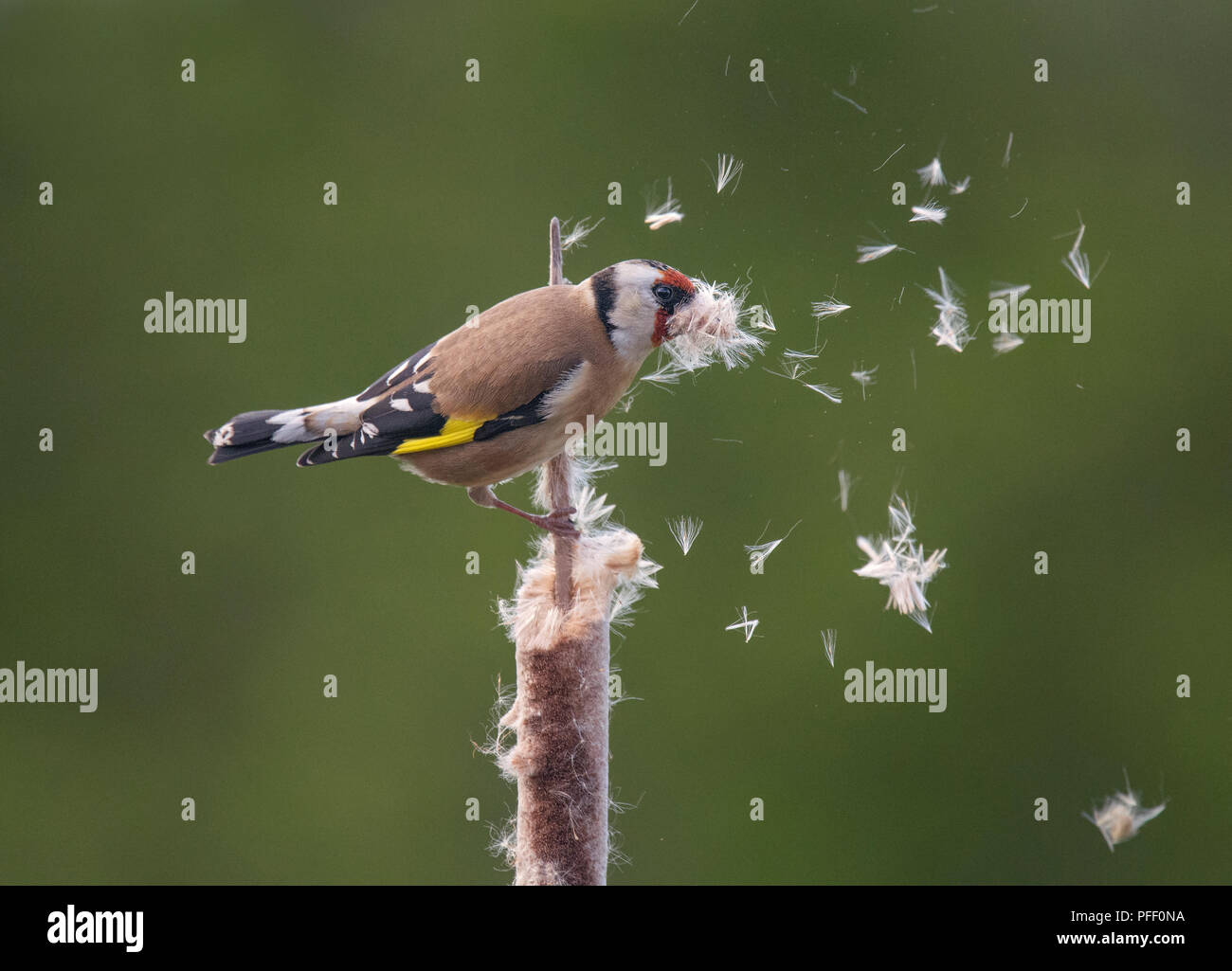 Goldfinch Nest High Resolution Stock Photography and Images - Alamy