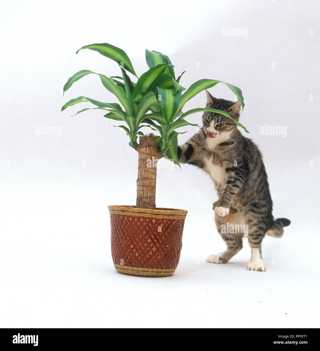 Cat and leaves hi-res stock photography and images - Alamy