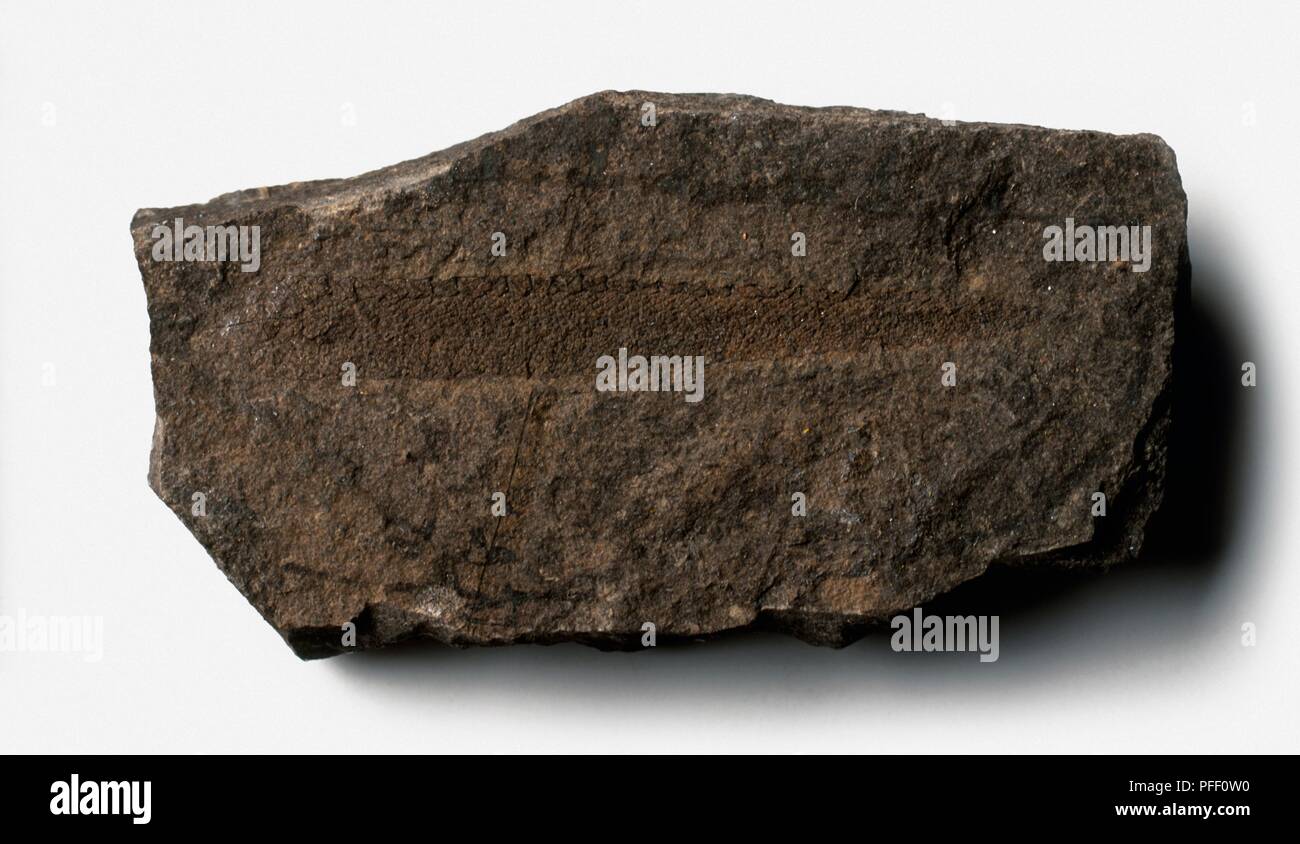 Retiolites (Graptolite) fossil on shale, Silurian era Stock Photo - Alamy