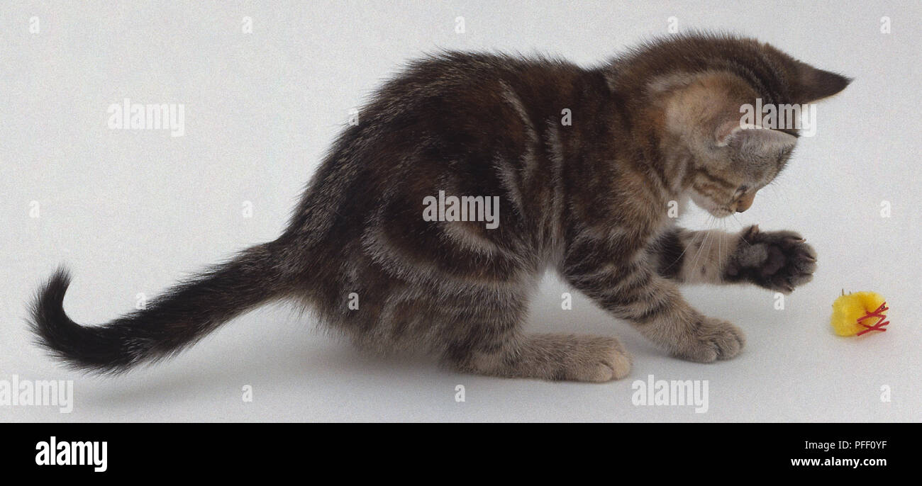 A kitten using it's paw to scoop at a toy yellow bird Stock Photo Alamy