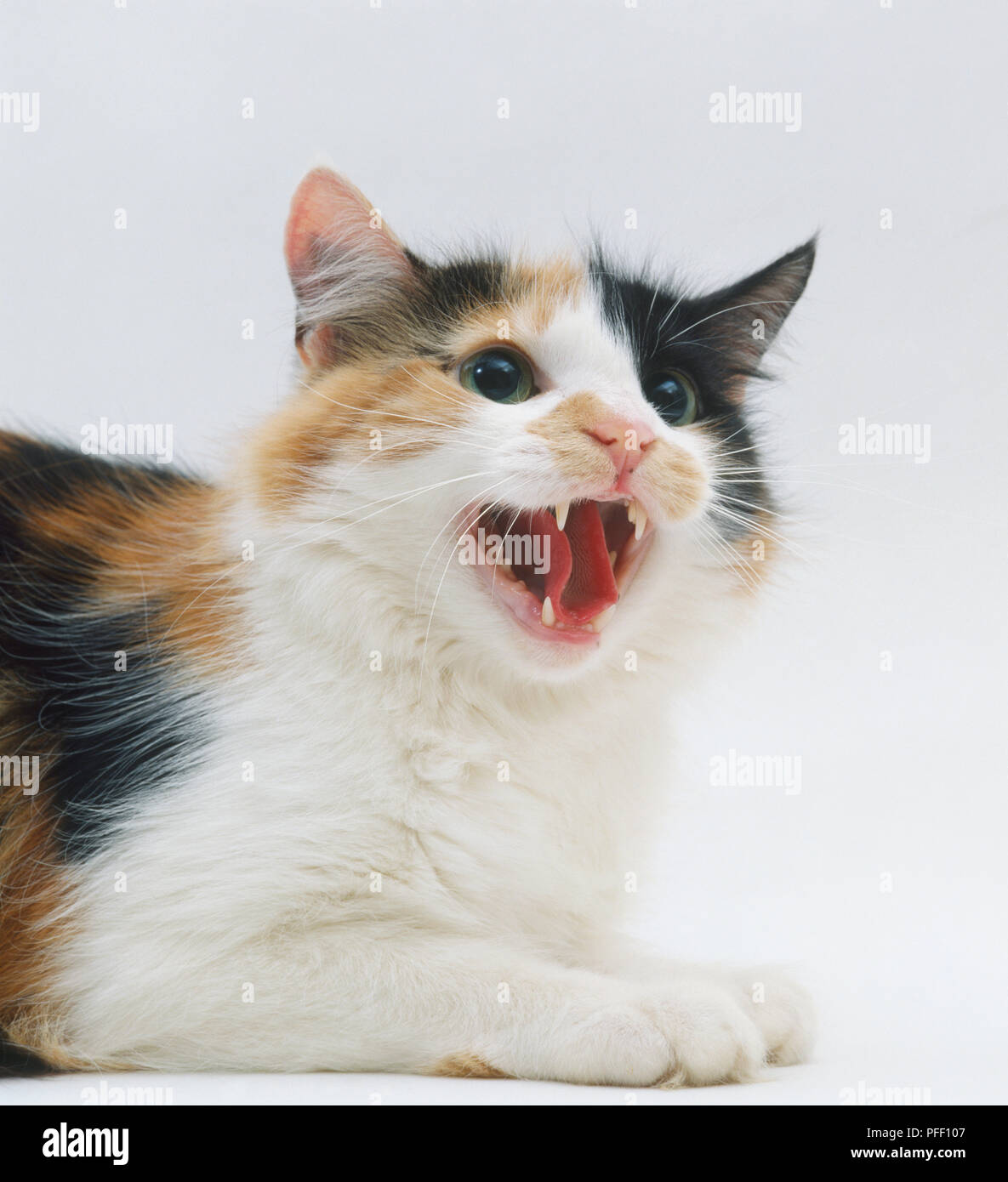 An aggressive hissing cat Stock Photo