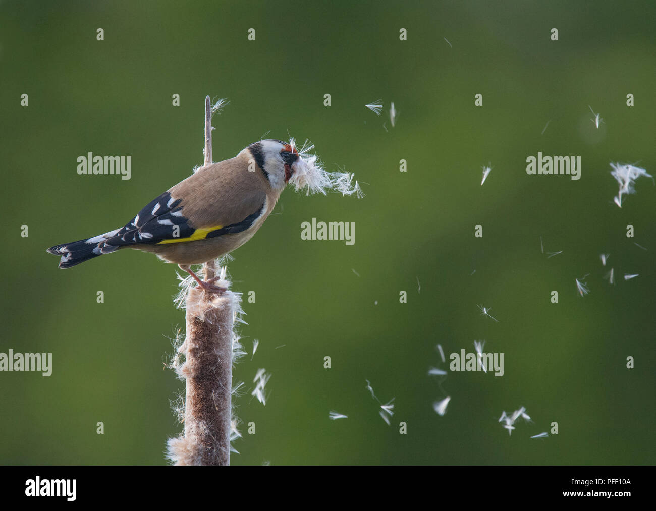 Goldfinch nest uk hi-res stock photography and images - Alamy