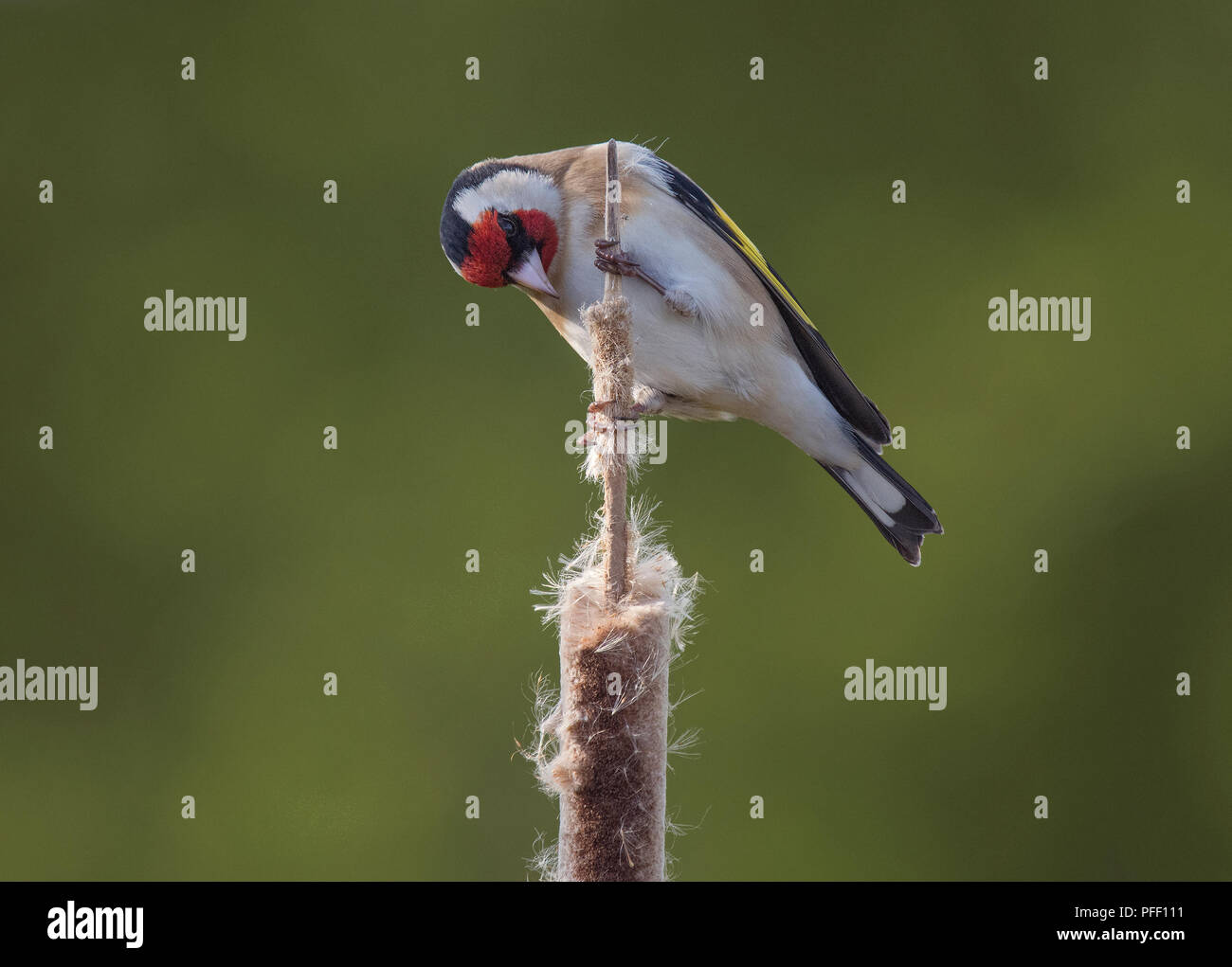 Goldfinch nest uk hi-res stock photography and images - Alamy