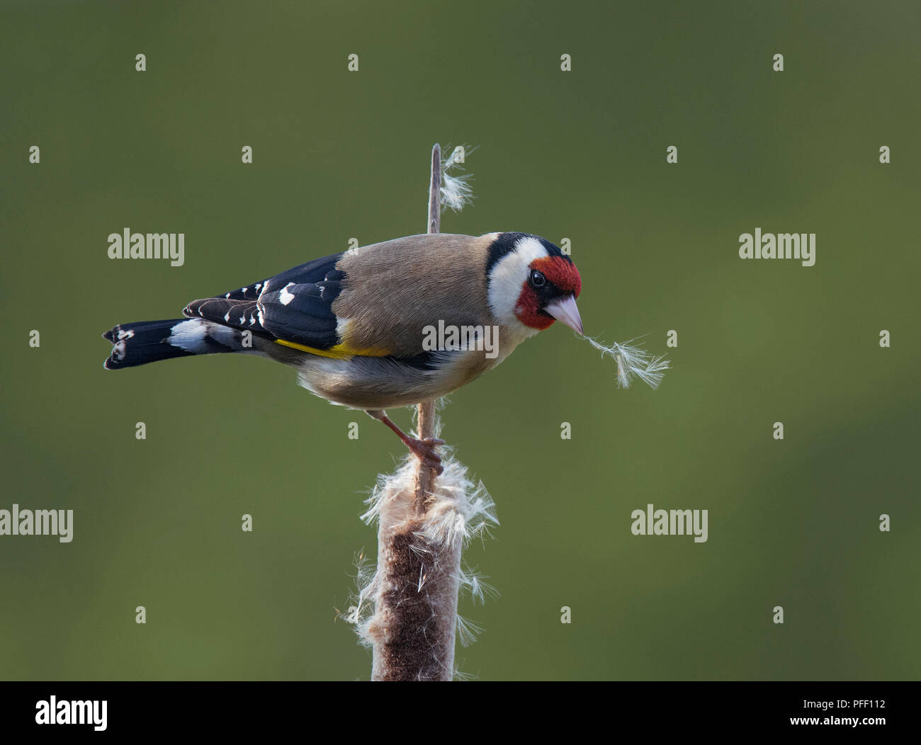 Goldfinch nest uk hi-res stock photography and images - Alamy