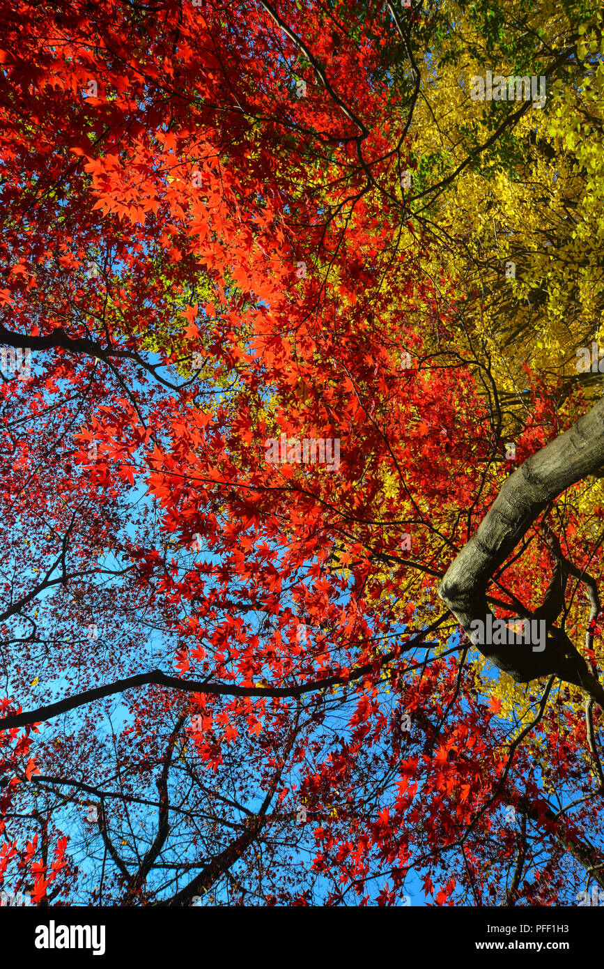 Maple trees with colorful leaves at autumn garden in Tokyo, Japan Stock ...