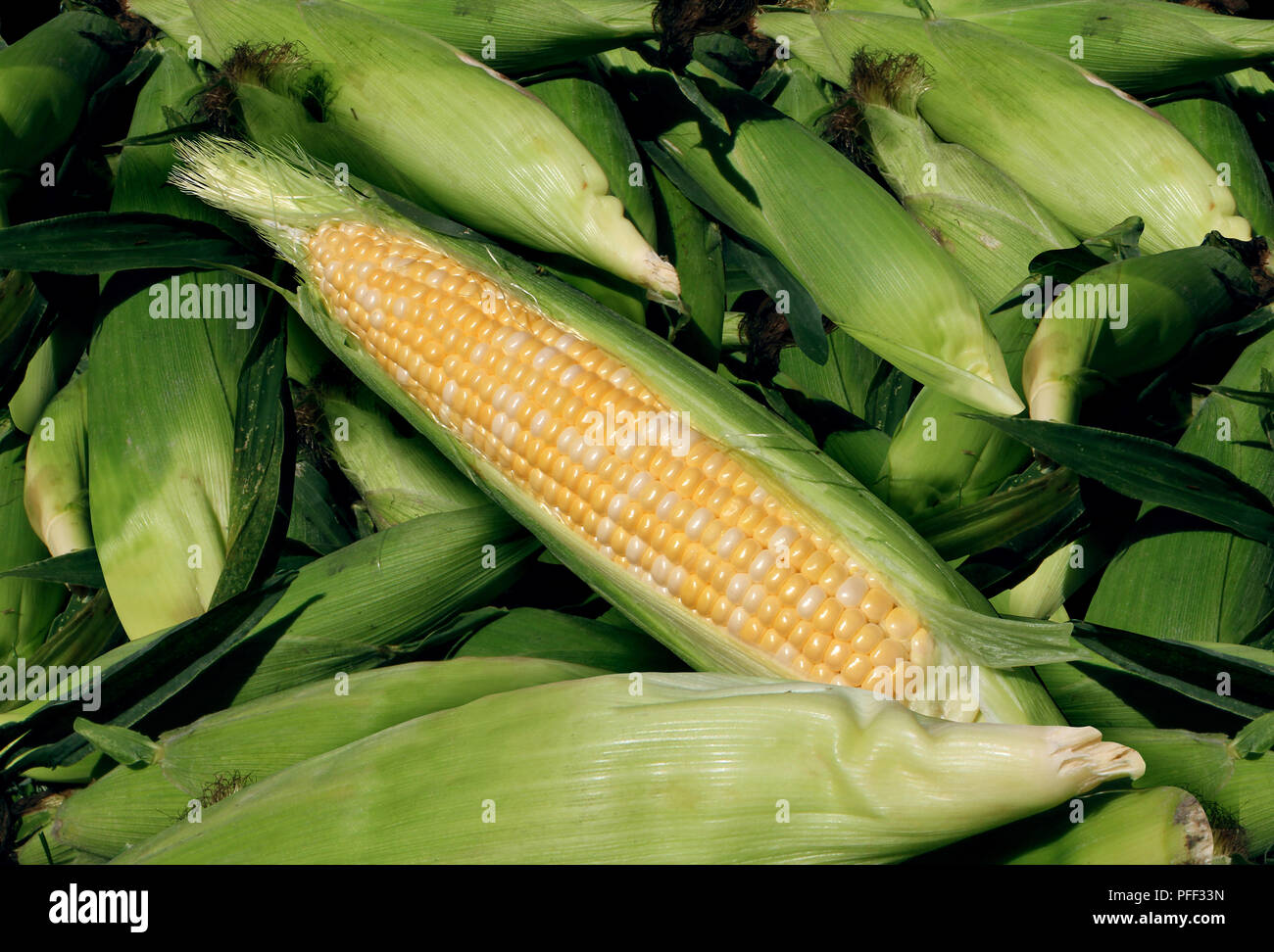 Corn harvest agriculture and fresh farm produce as a heap of yellow grain vegetable as agricultural and food farming. Stock Photo