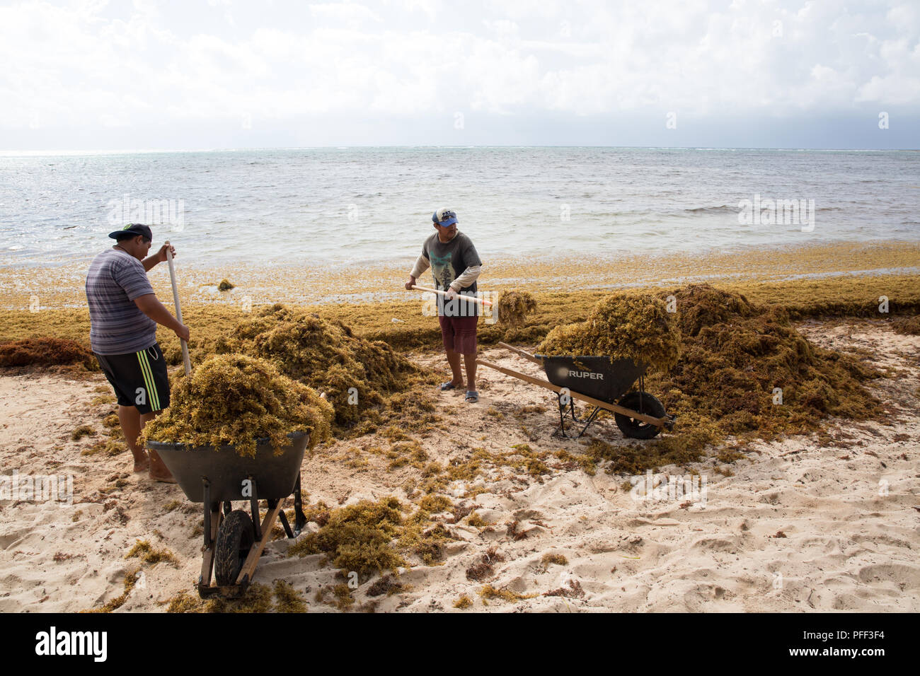 Workers remove Sargassum seaweed at Soliman Bay Beach, Tulum, Quintana