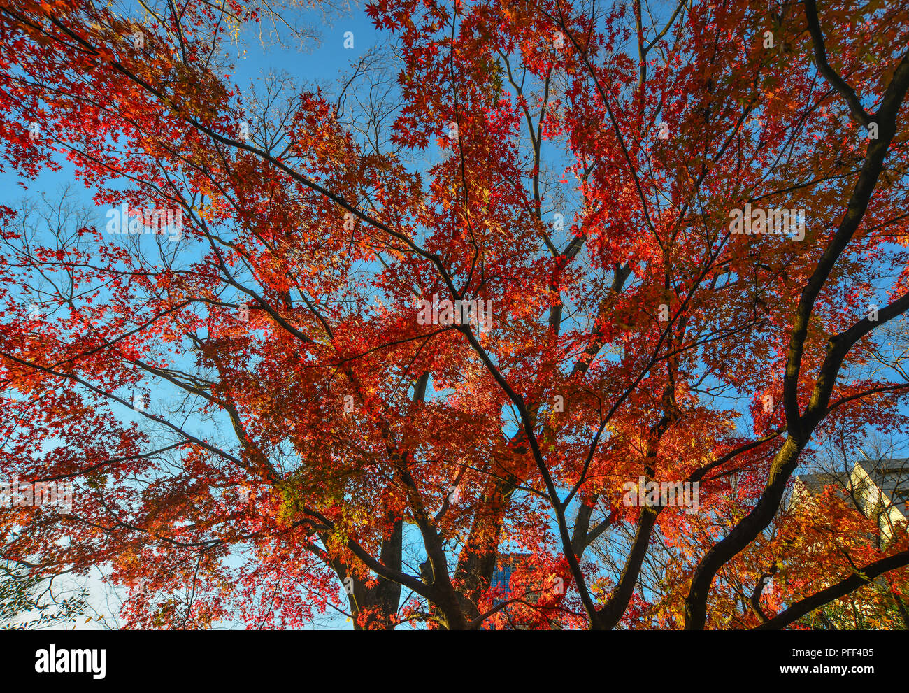 Maple trees with colorful leaves at autumn garden in Tokyo, Japan Stock ...