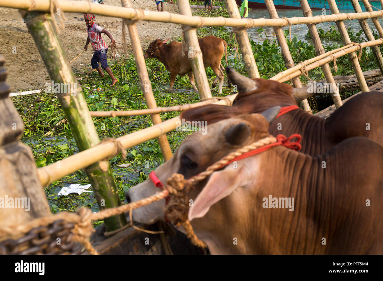 Cow On The Feast Stock Photos & Cow On The Feast Stock 