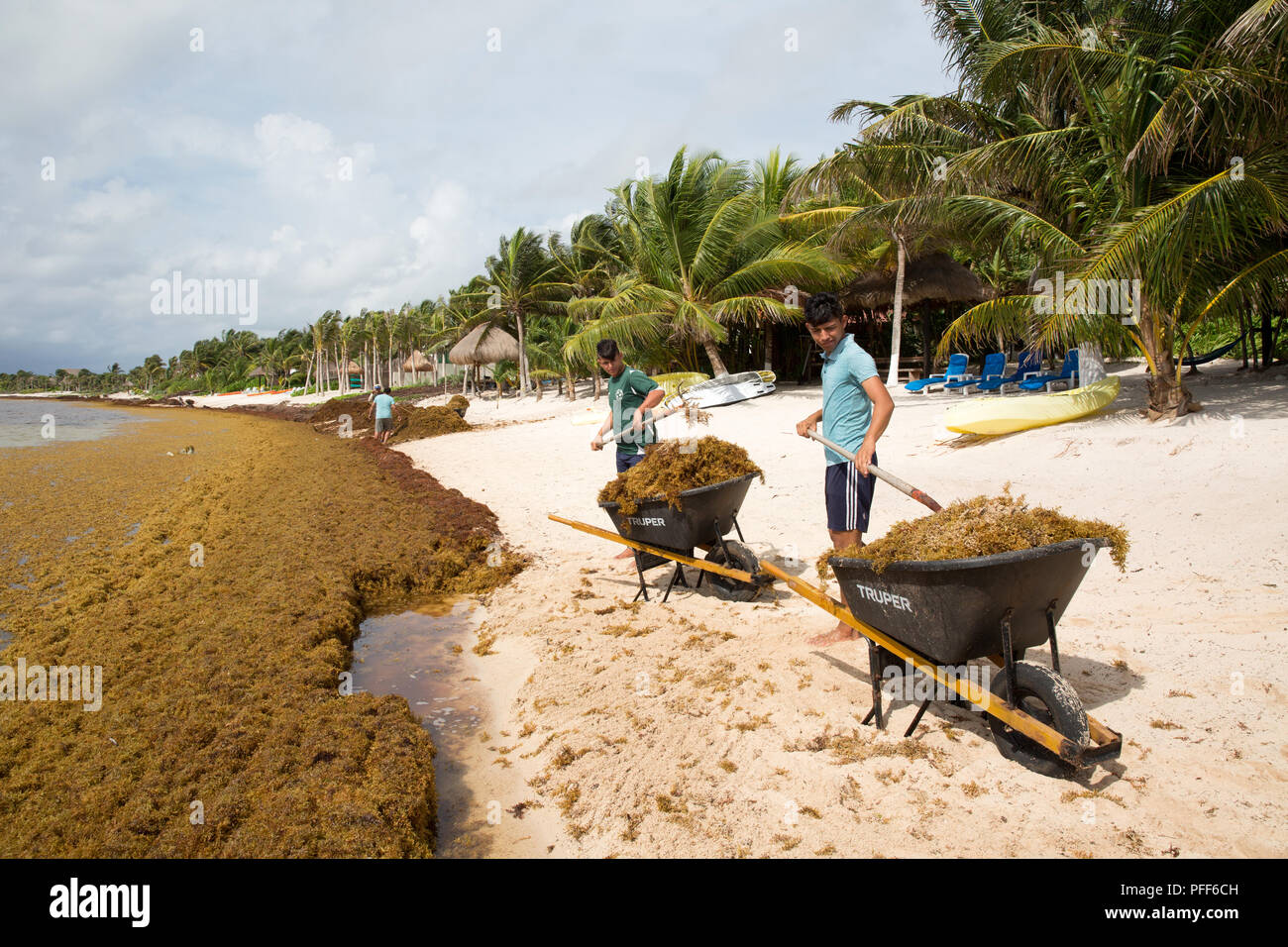 Toxic seaweed hires stock photography and images Alamy