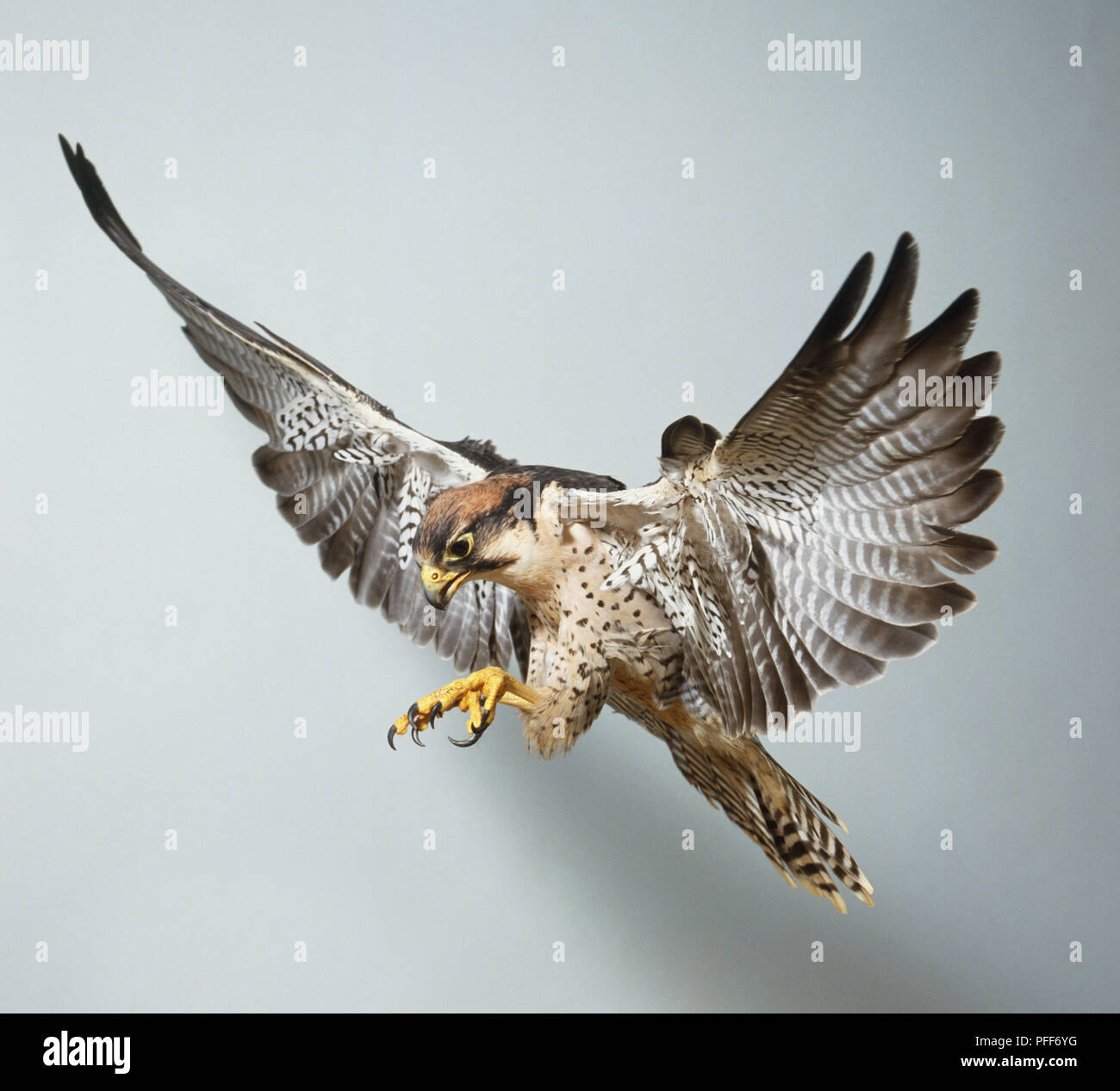 Lanner Falcon, Falco biarmicus, in flight. Stock Photo