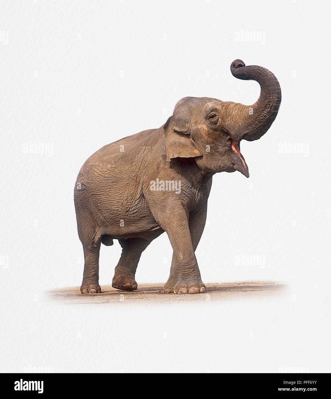 Asian, or Indian Elephant (Elephas maximus), standing with mouth wide open and trunk raised above head Stock Photo