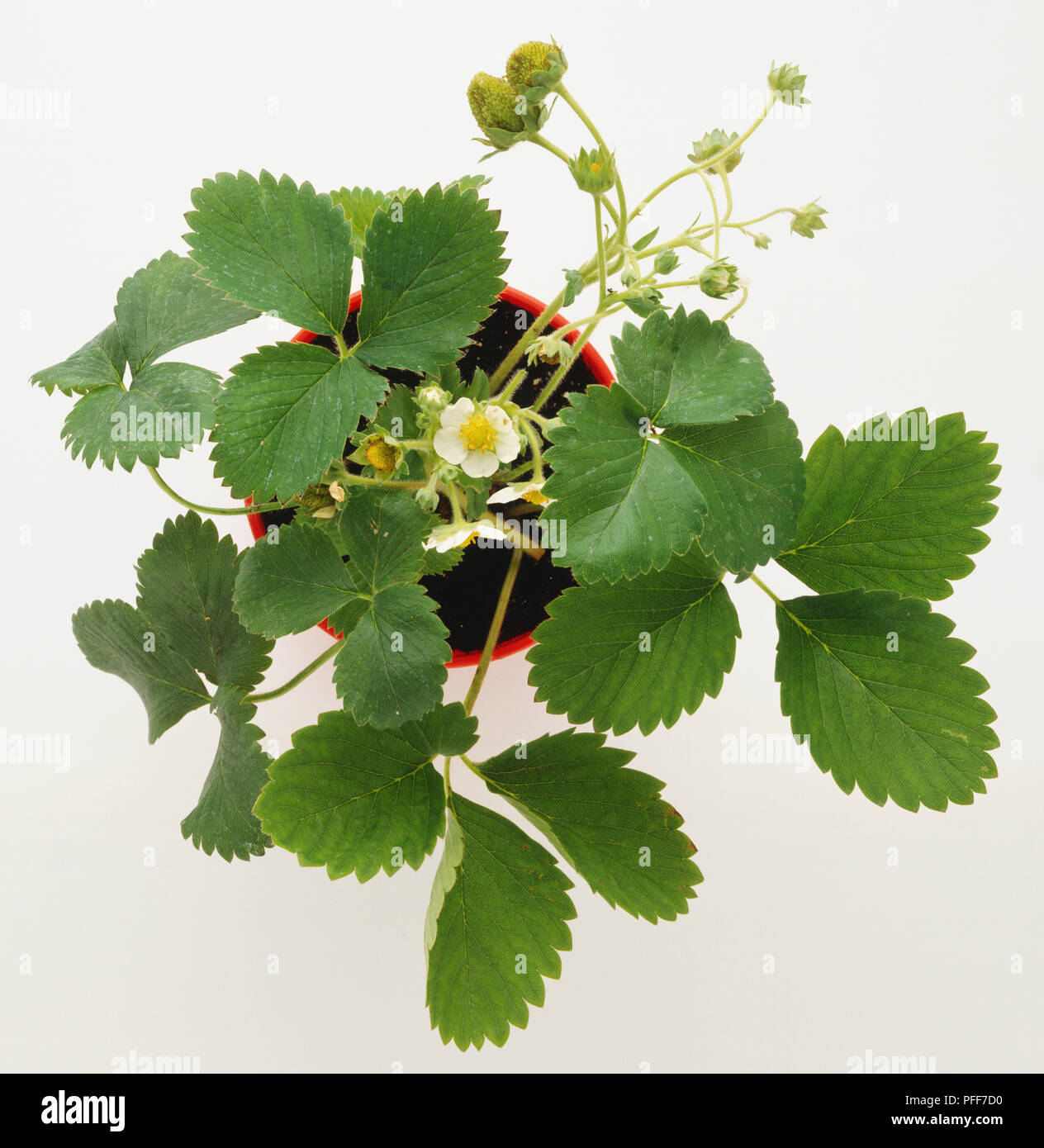 Flowering Strawberry plant in red flowerpot, Strawberries developing in yellow centres of flowers, above view. Stock Photo