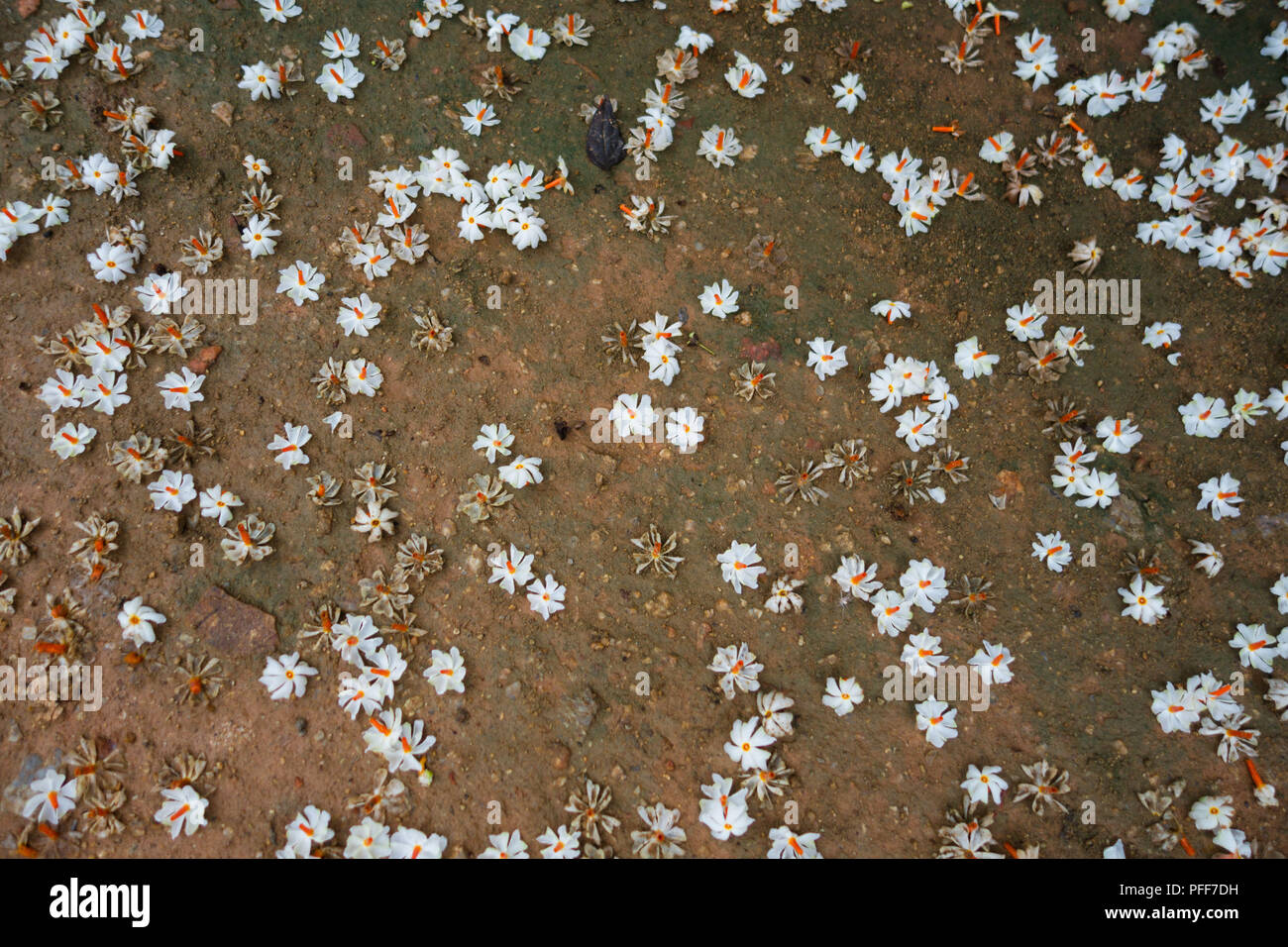 Fallen night-flowering jasmine flowers on the ground Stock Photo