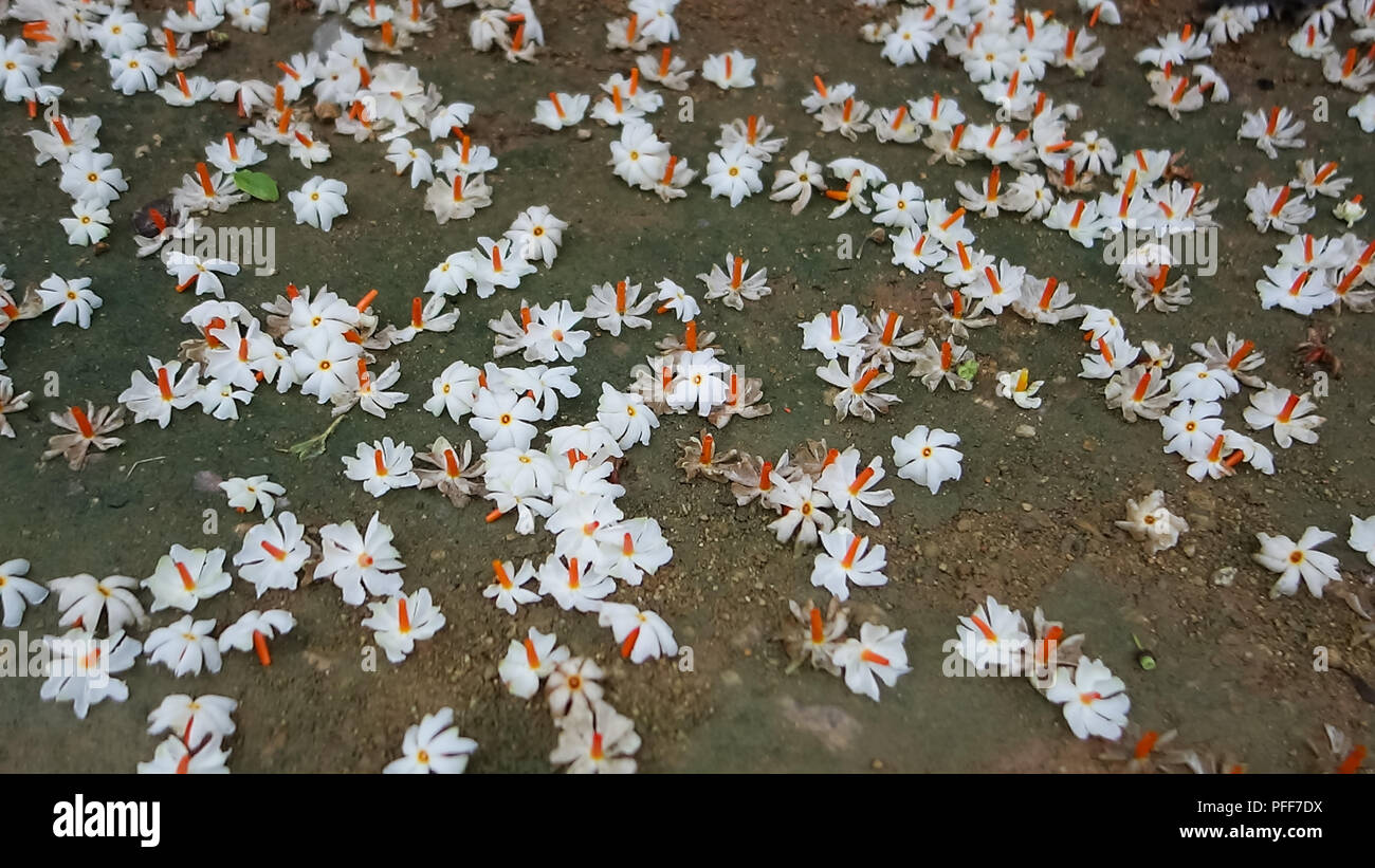 Fallen night-flowering jasmine flowers on the ground Stock Photo