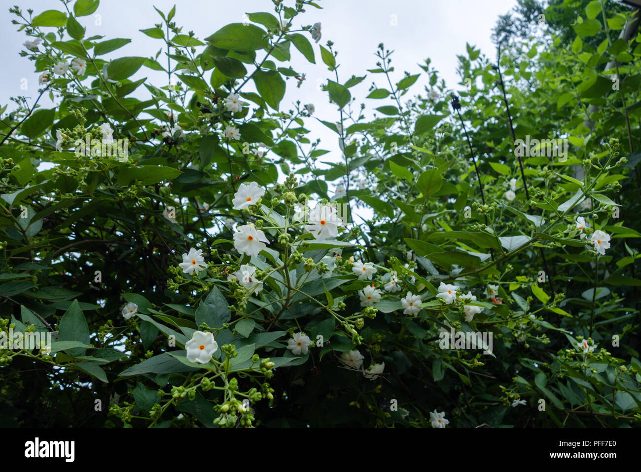 night-flowering jasmine flowers plant Stock Photo