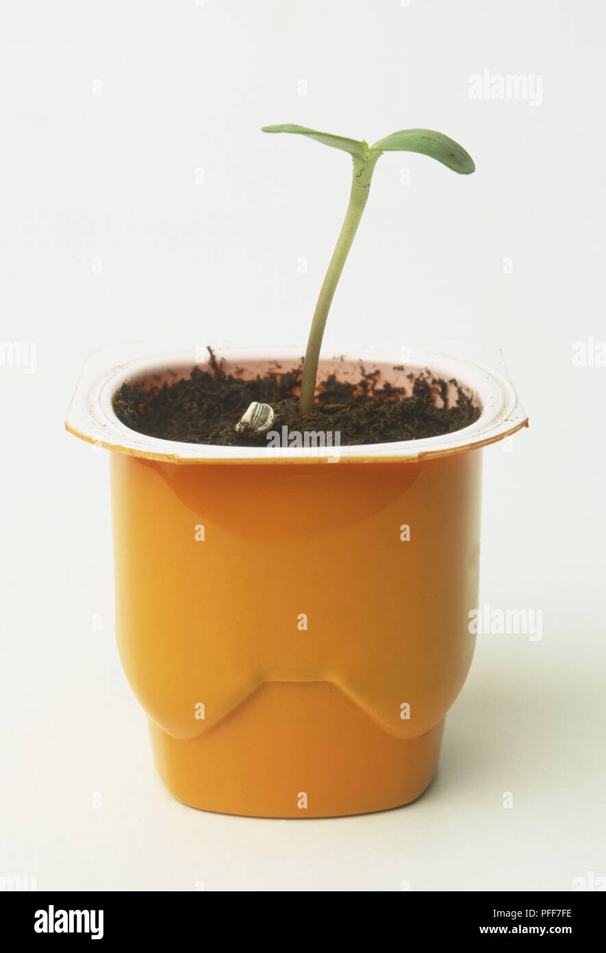 Yoghurt pots seedlings hires stock photography and images Alamy