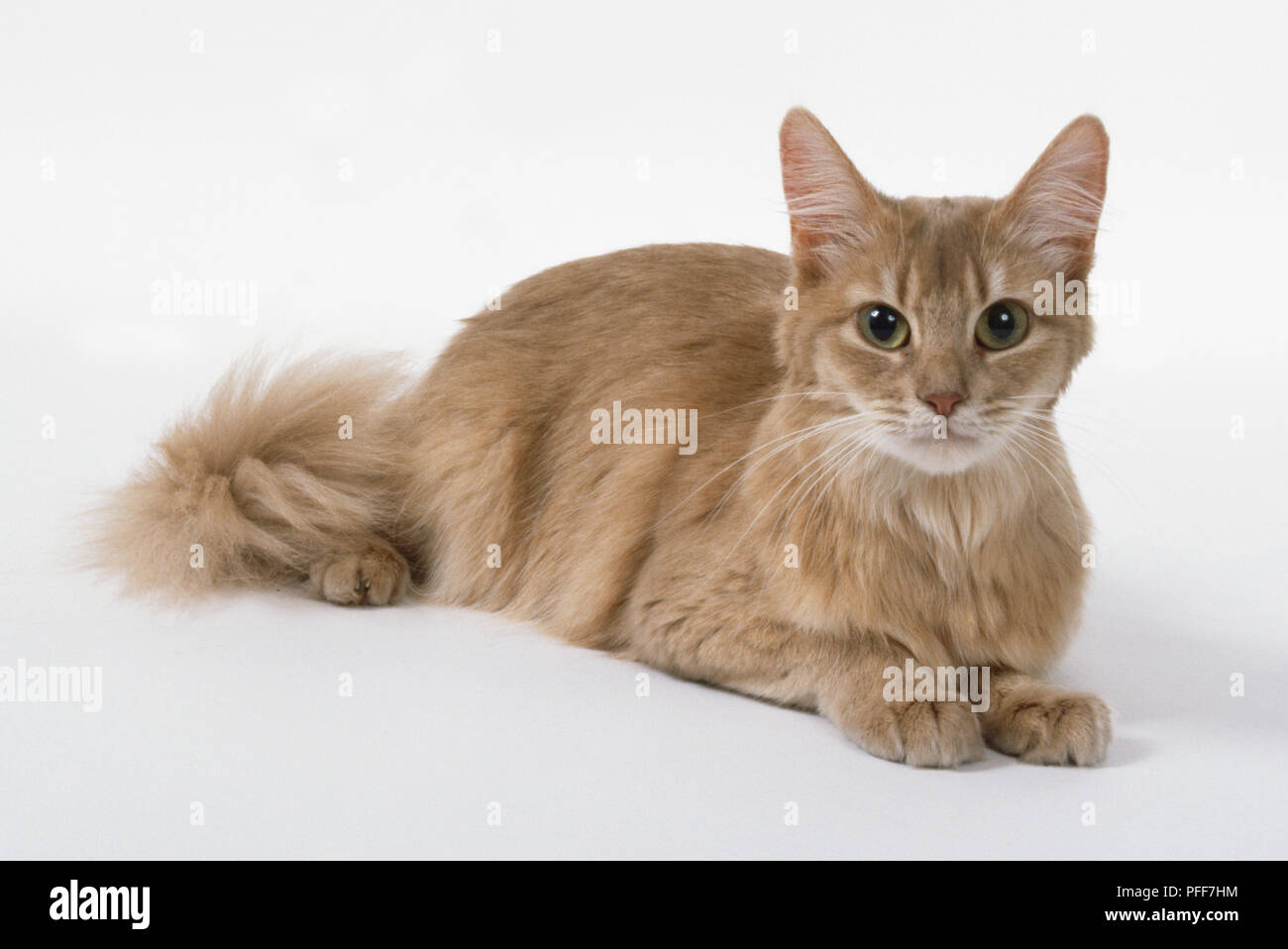 Somali Fluffy Cat 2ドル銀貨 Somali Fluffy Cat 2ドル銀貨