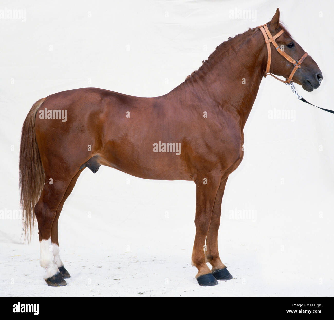 horse, chestnut coloured body, reddishgold mane and tail, mane plaited, white