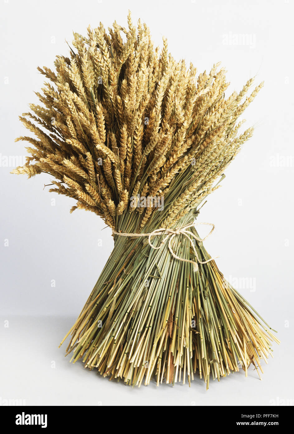 Wheat tied together with string. Stock Photo