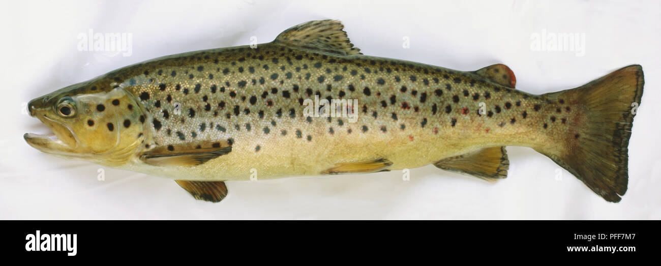 Side view of a dead brown trout with grey brown scales and dark spots covering the top half of its body. Stock Photo