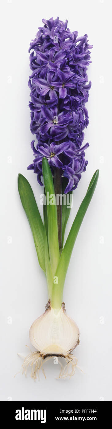 Whole Hyacinth in flower, straight stem and leaves, halved bulb with roots growing downwards. Stock Photo