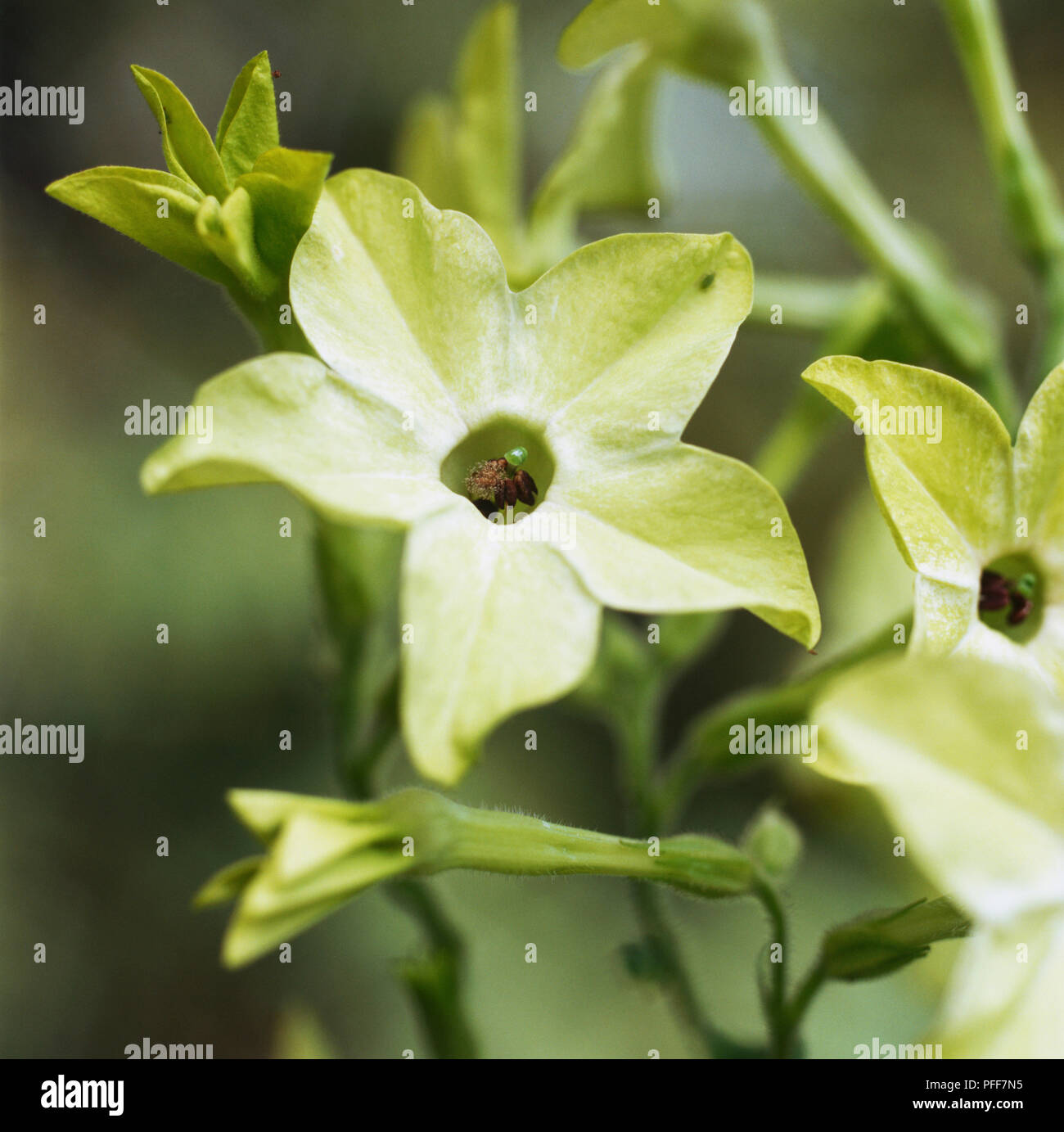 Nicotiana 'Lime Green', star shaped green flower. Stock Photo